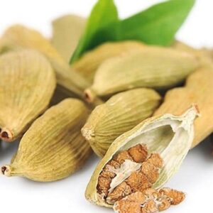 Thảo đậu khấu